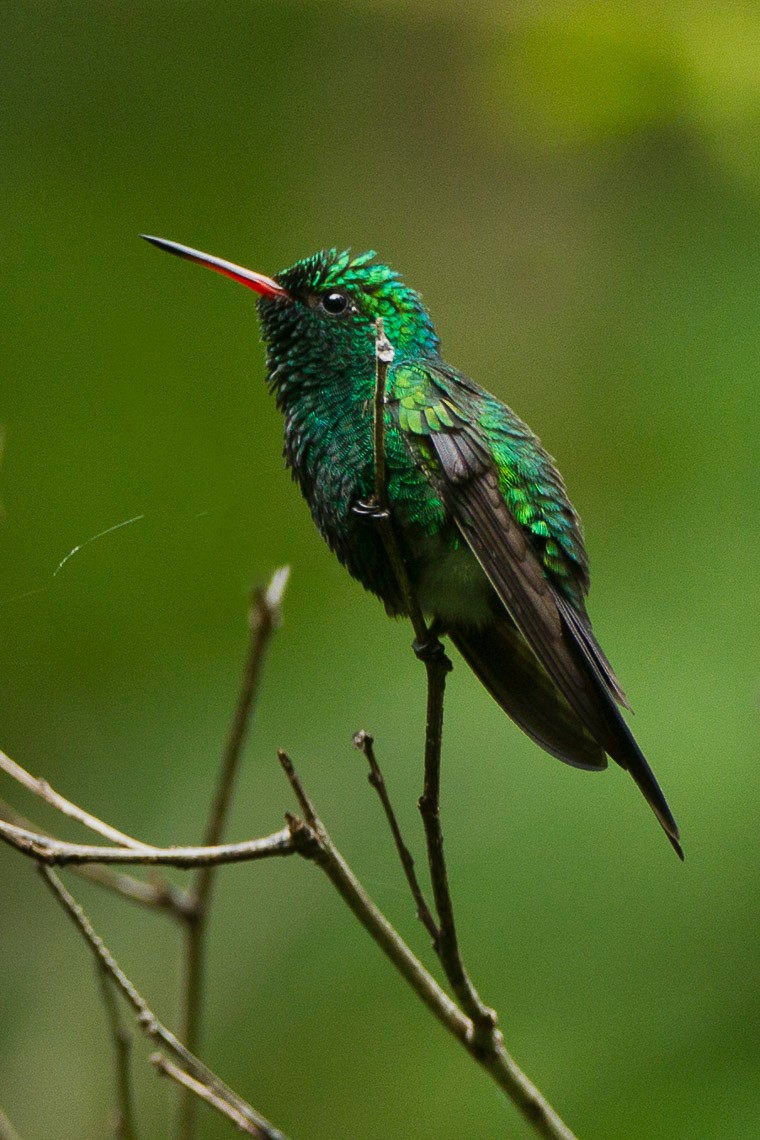 Golden-crowned Emerald