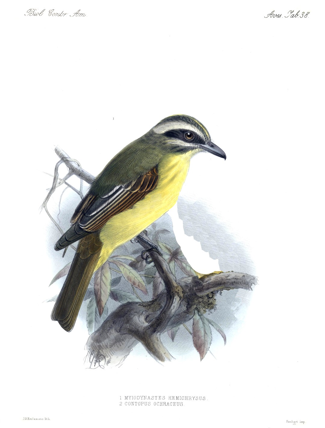 Golden-crowned Flycatcher
