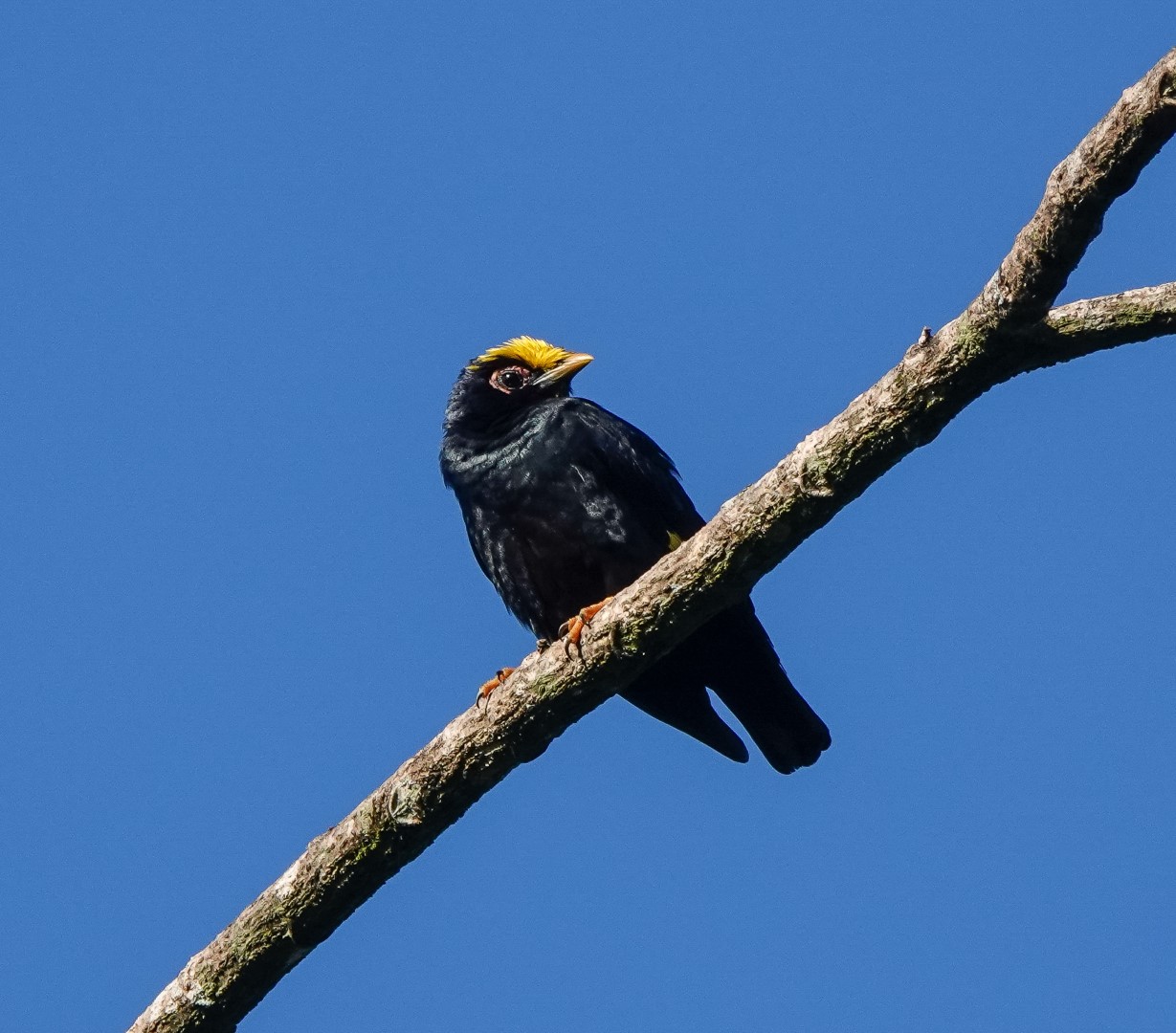 Golden-crowned kinglet