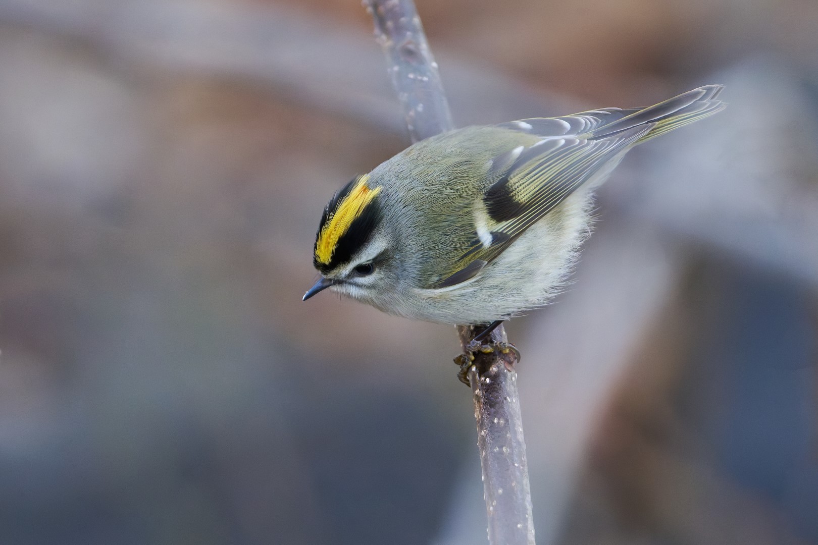 Golden-crowned Kinglet