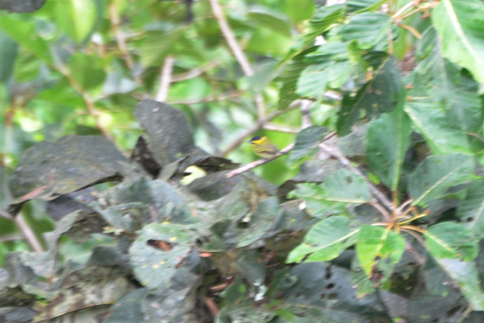 Golden-crowned manakin
