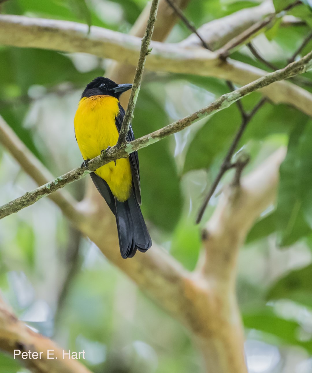 Golden-crowned Manakin