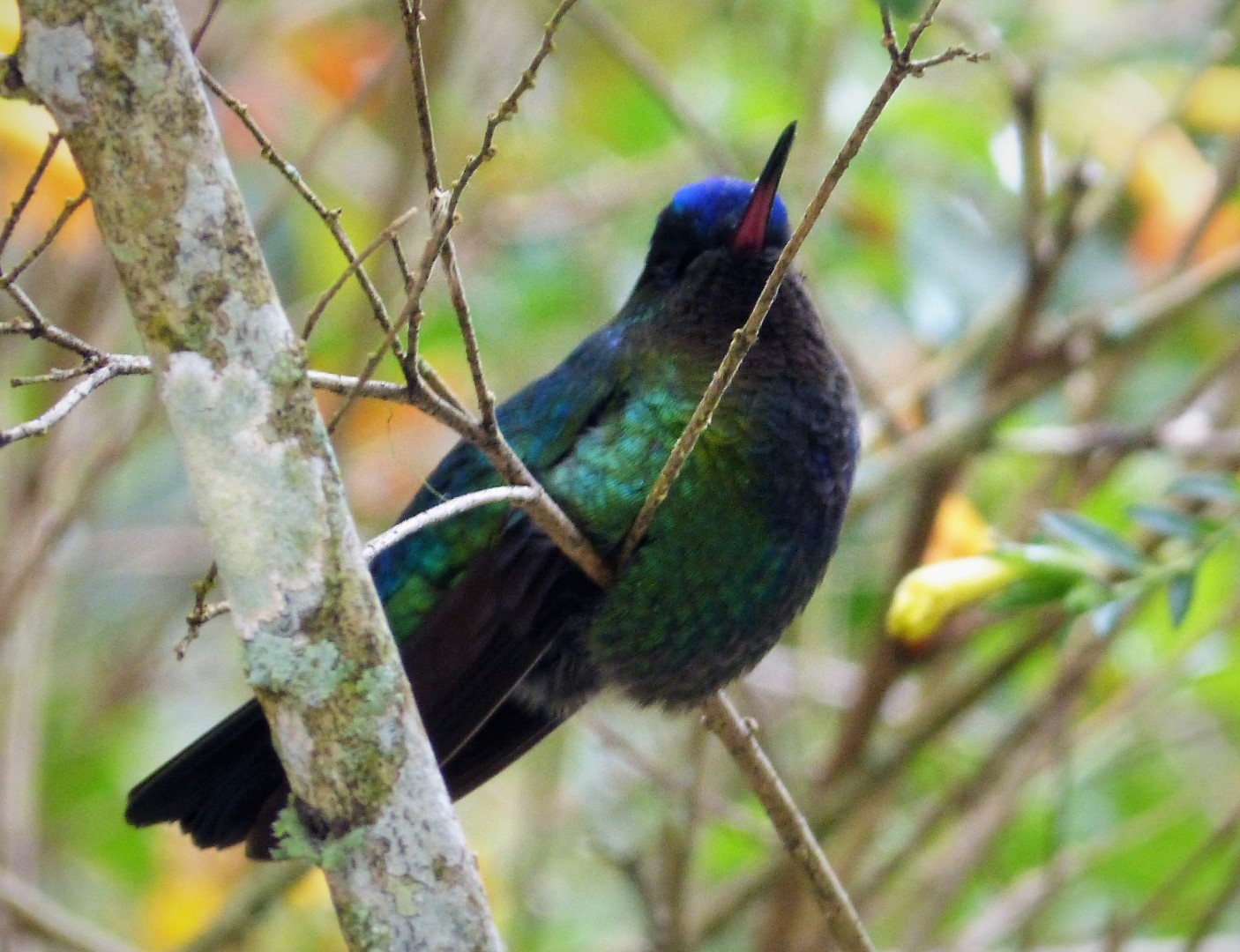 Golden-crowned Manakin