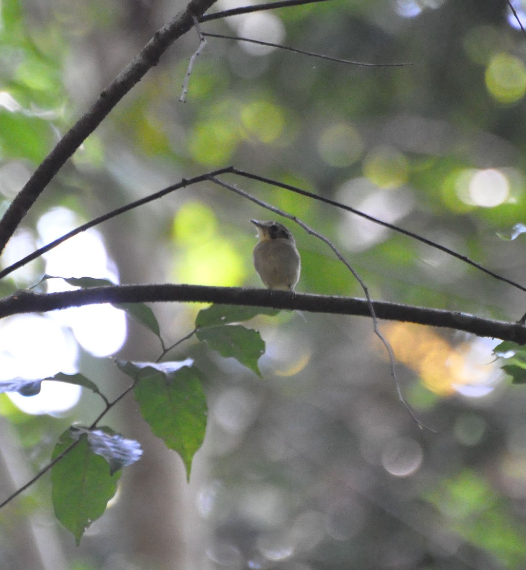 Golden-crowned Spadebill