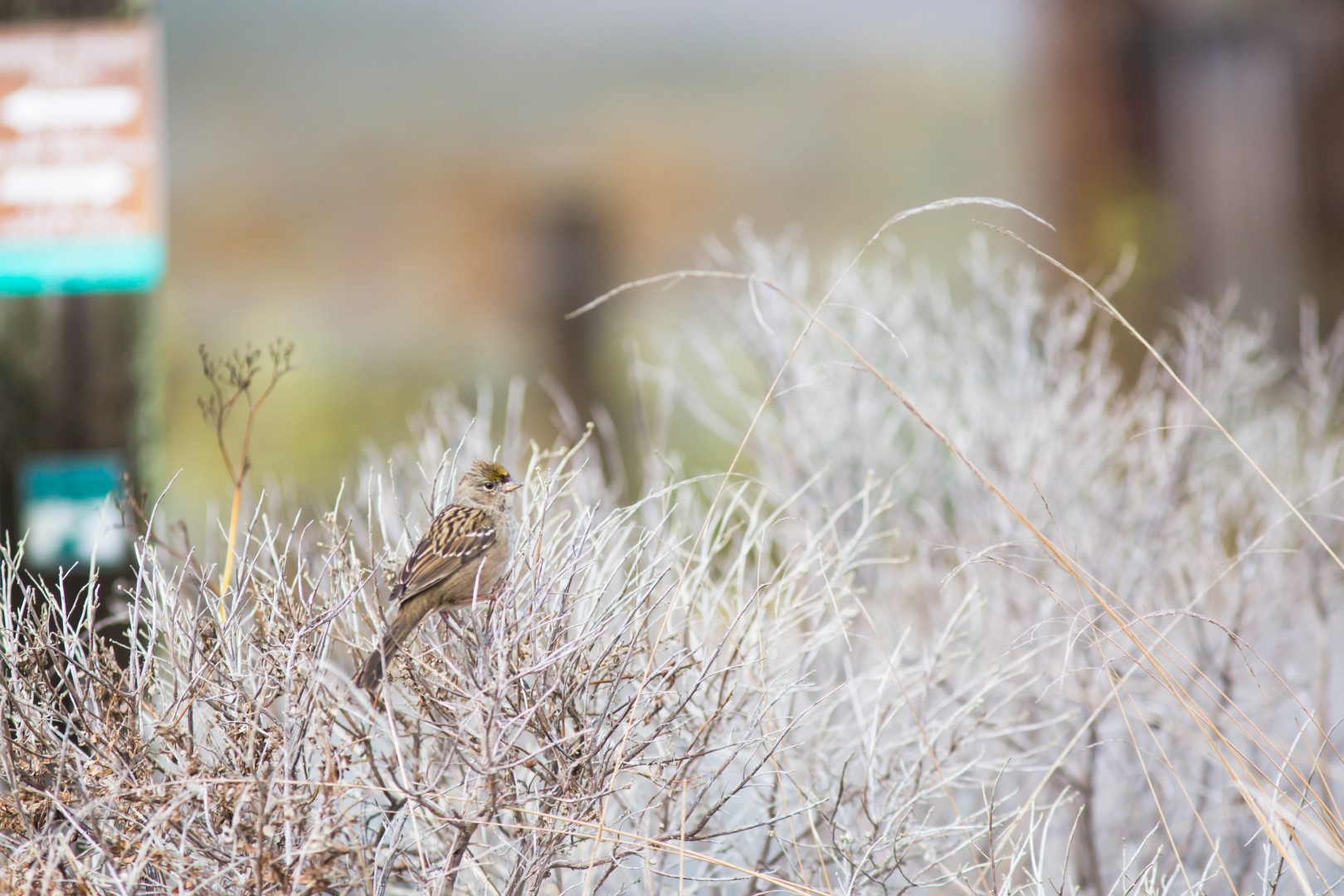 Golden-crowned Sparrow