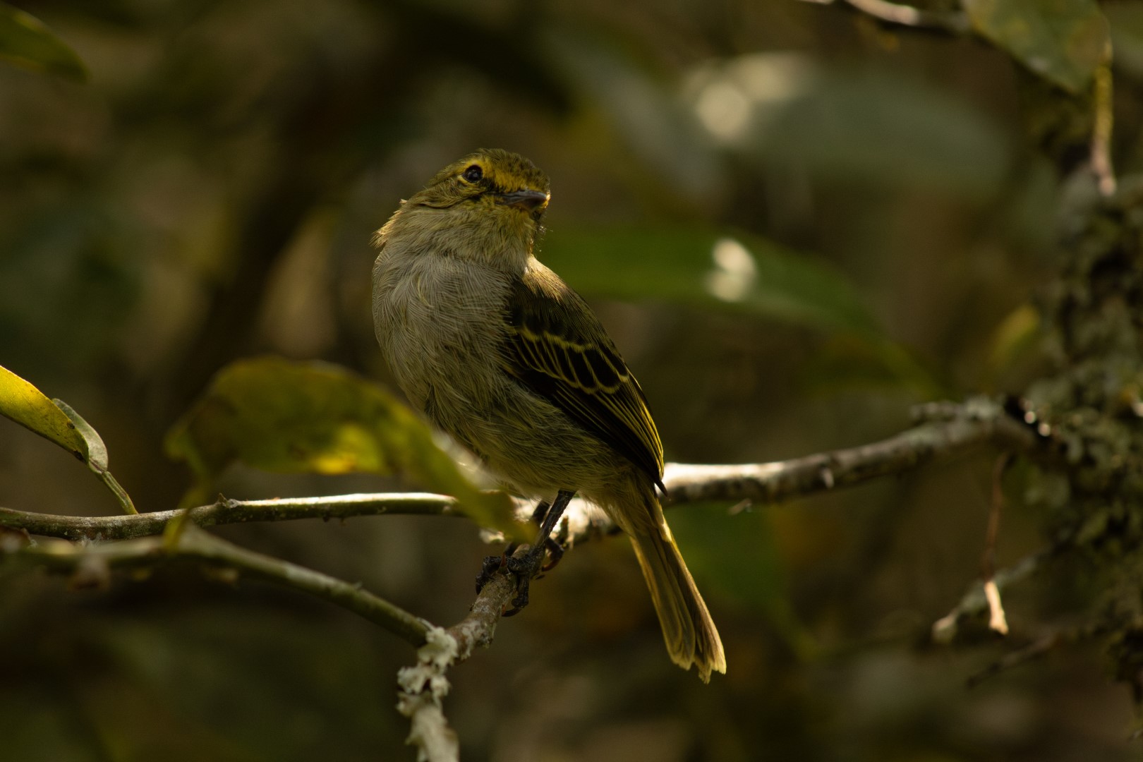 Golden-crowned Tyrannulet
