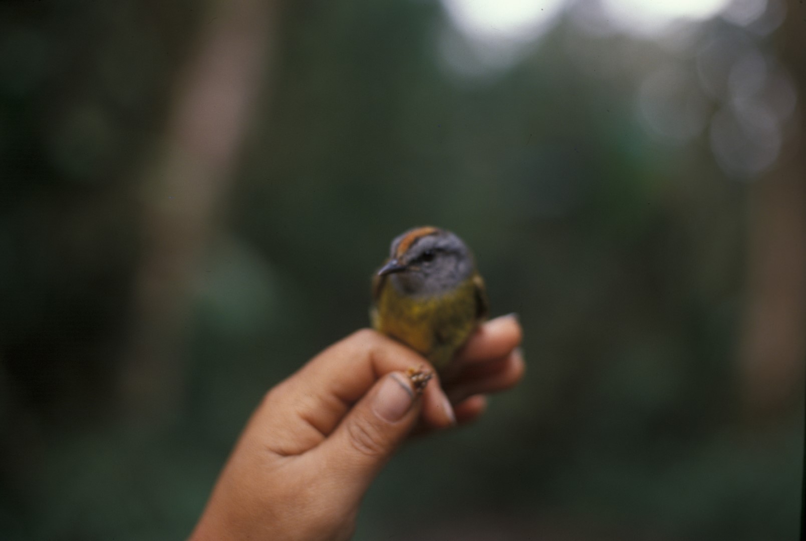 Golden-crowned Warbler
