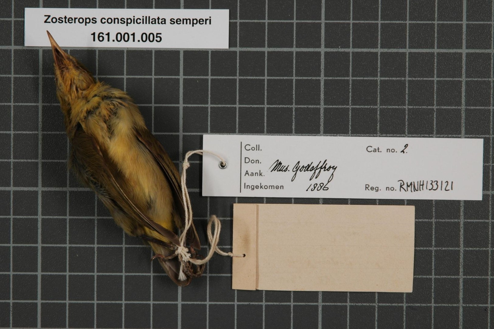 Golden-crowned White-eye