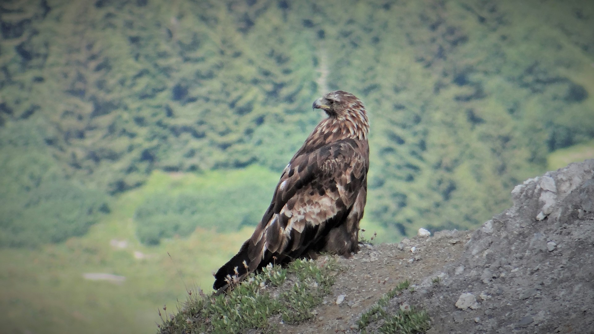 Golden Eagle