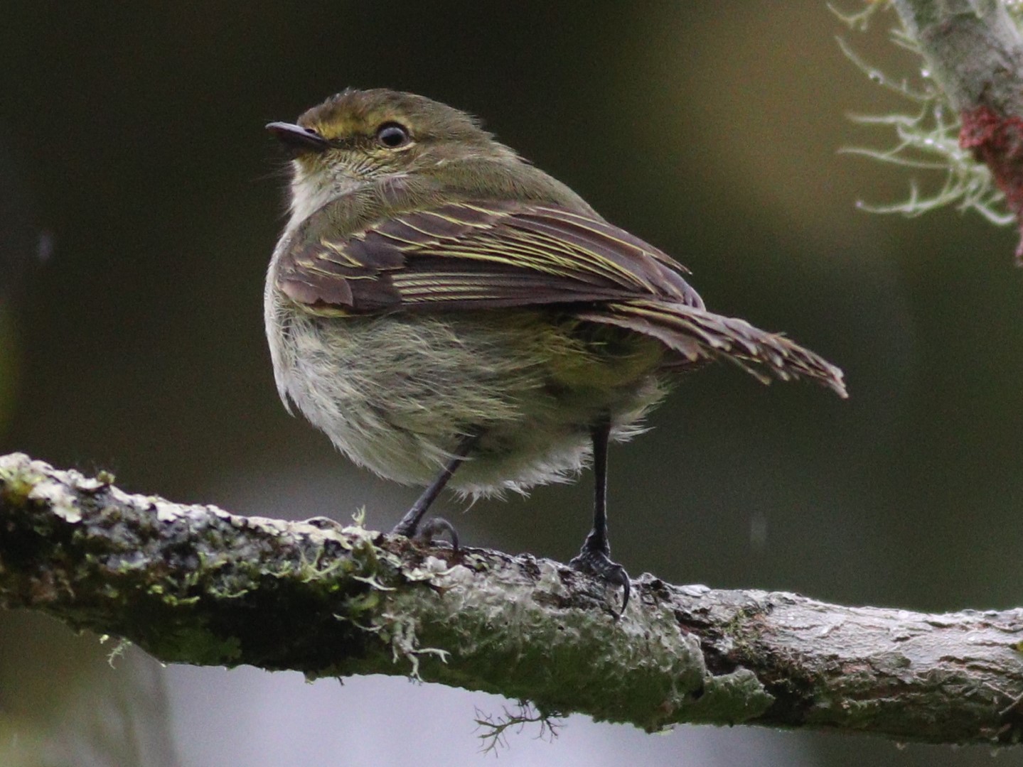 Golden-faced Tyrannulet