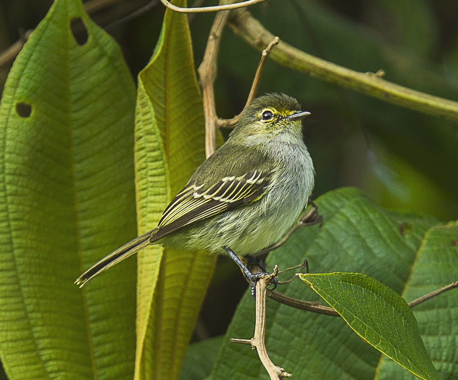 Golden-faced Tyrannulet