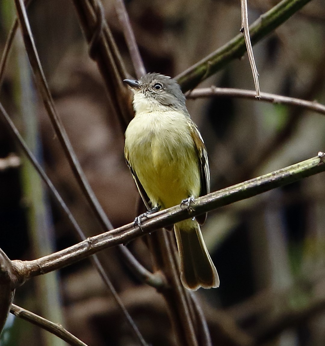Golden-faced Tyrannulet