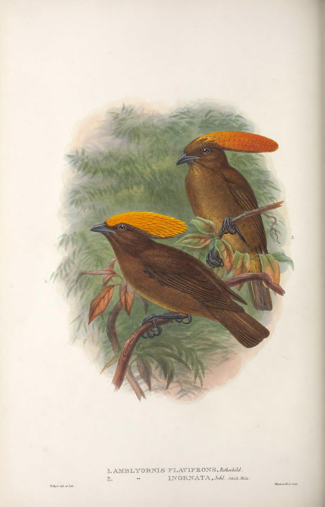 Golden-fronted bowerbird