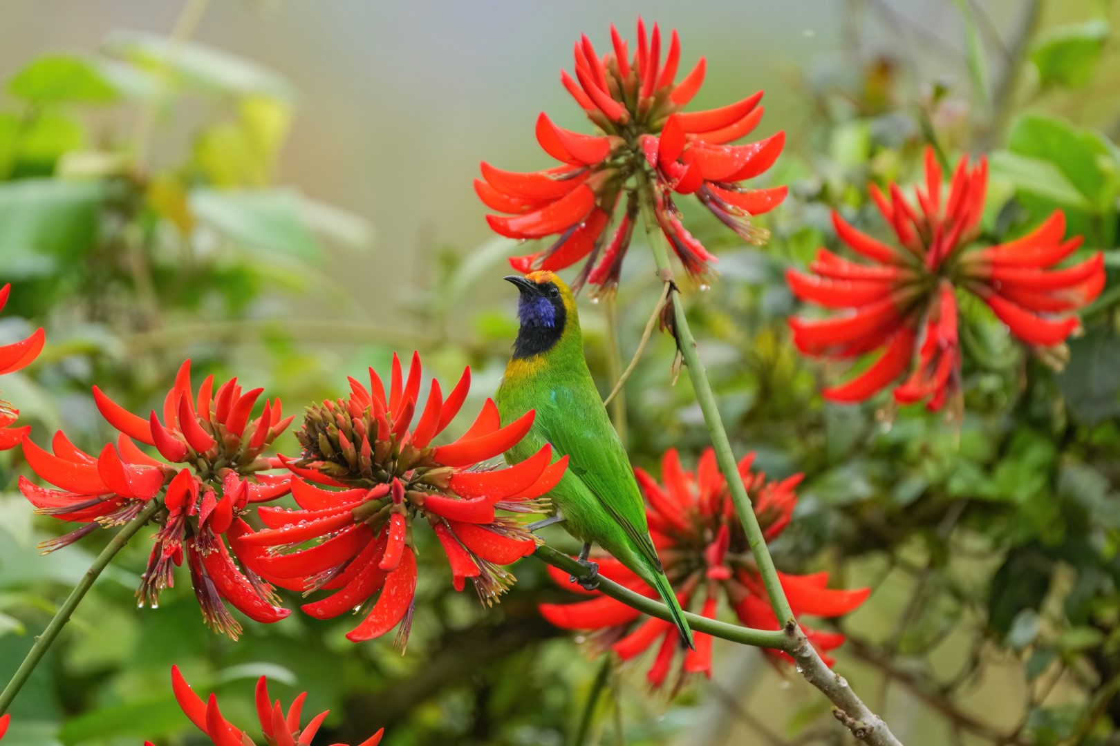 Golden-fronted Leafbird