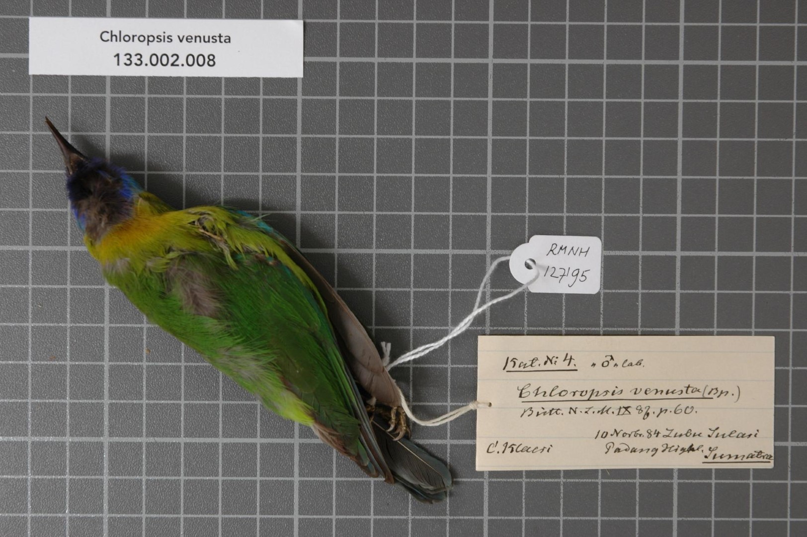 Golden-fronted Leafbird