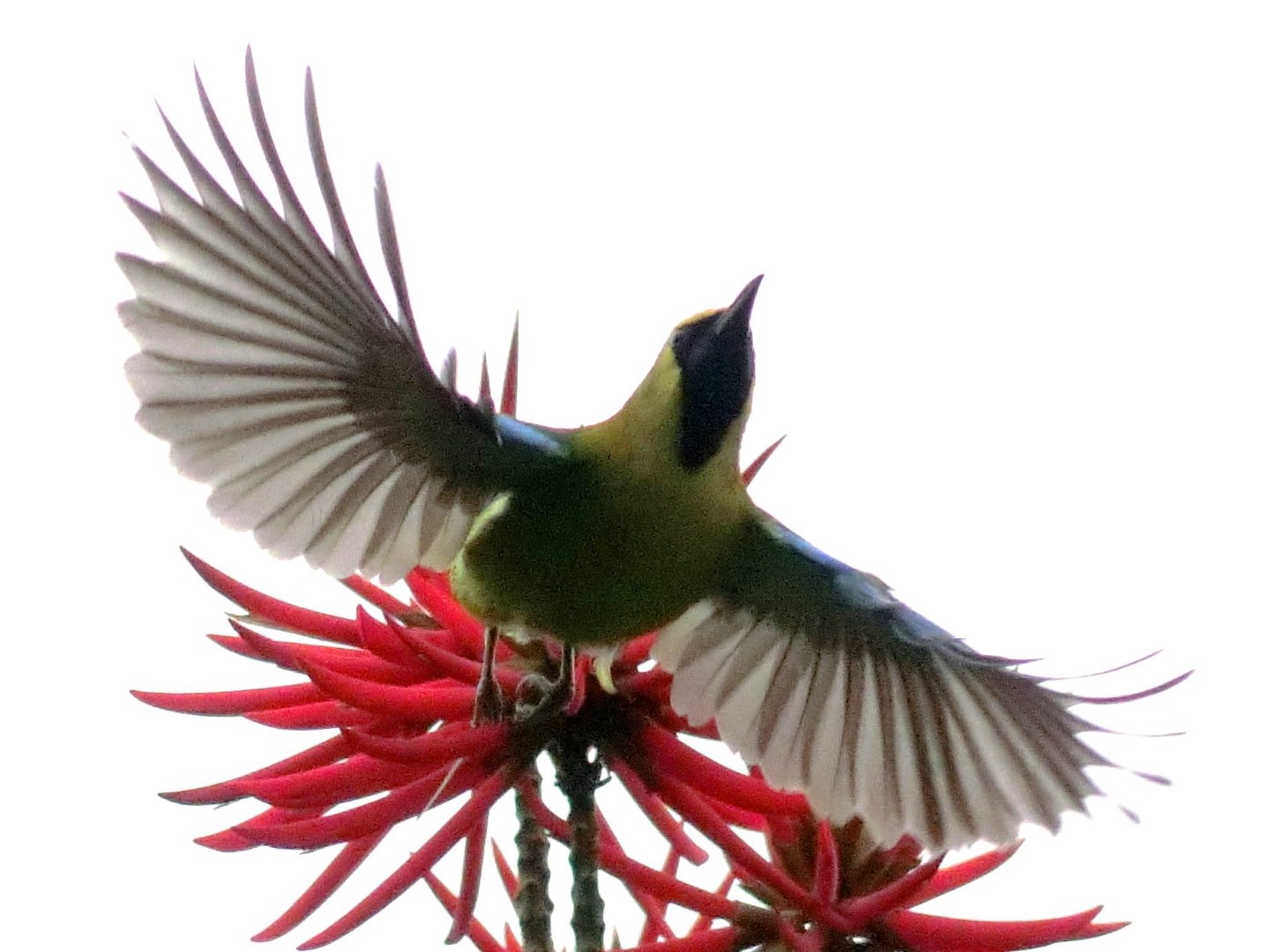 Golden-fronted leafbird