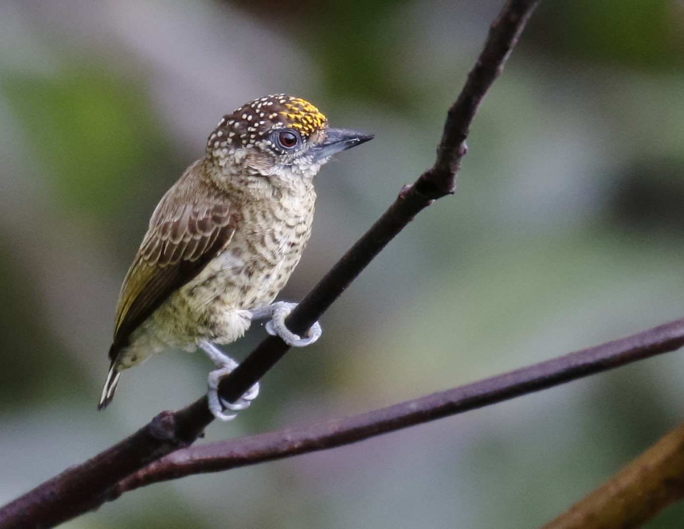 Golden-fronted Piculet