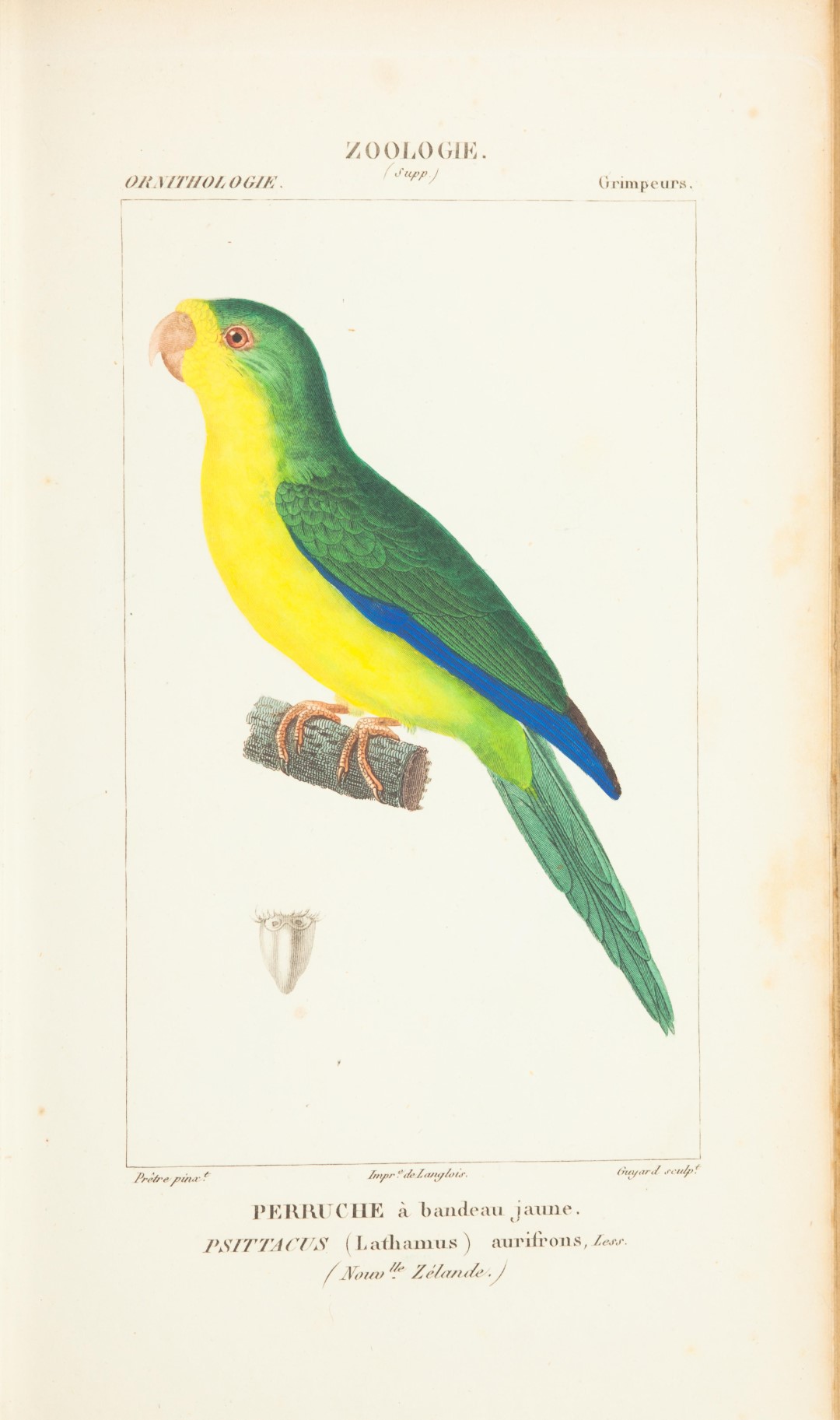 Golden-fronted pseudocolaptes