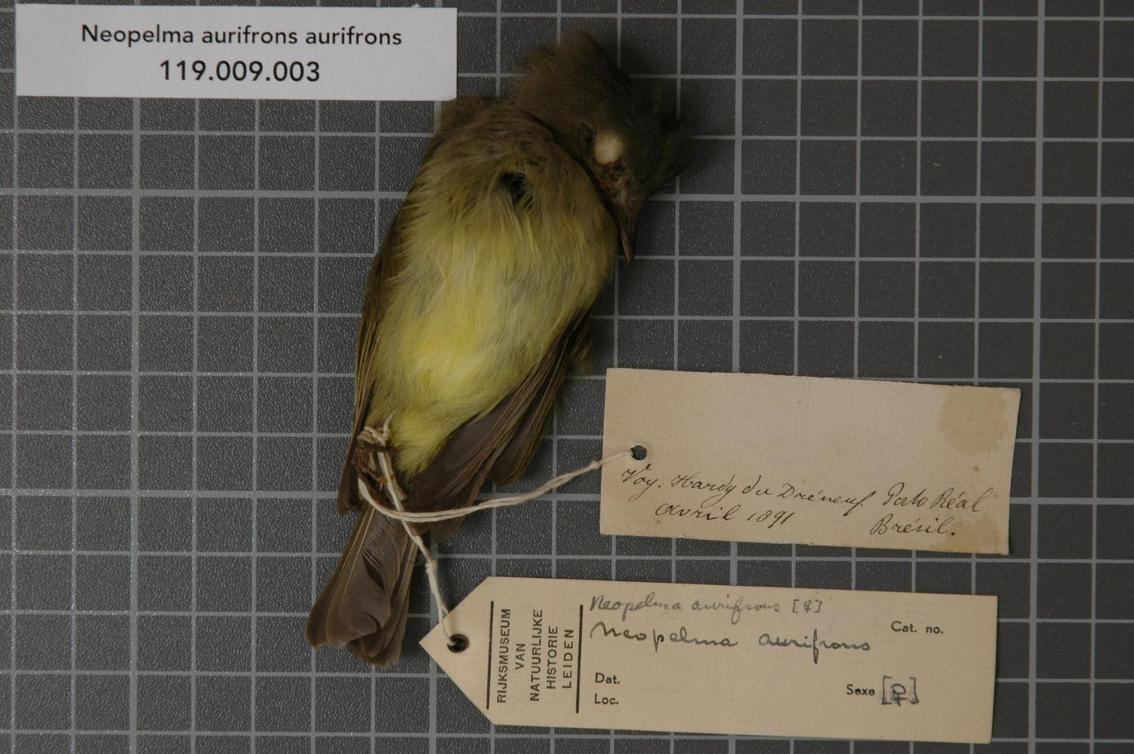 Golden-fronted whitestart