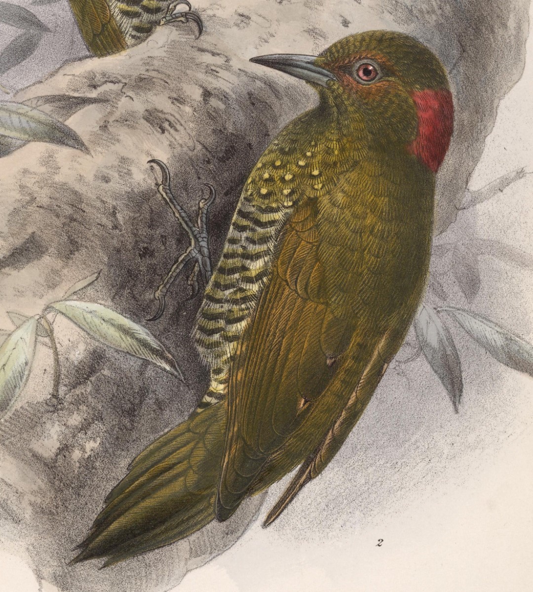 Golden-green Woodpecker