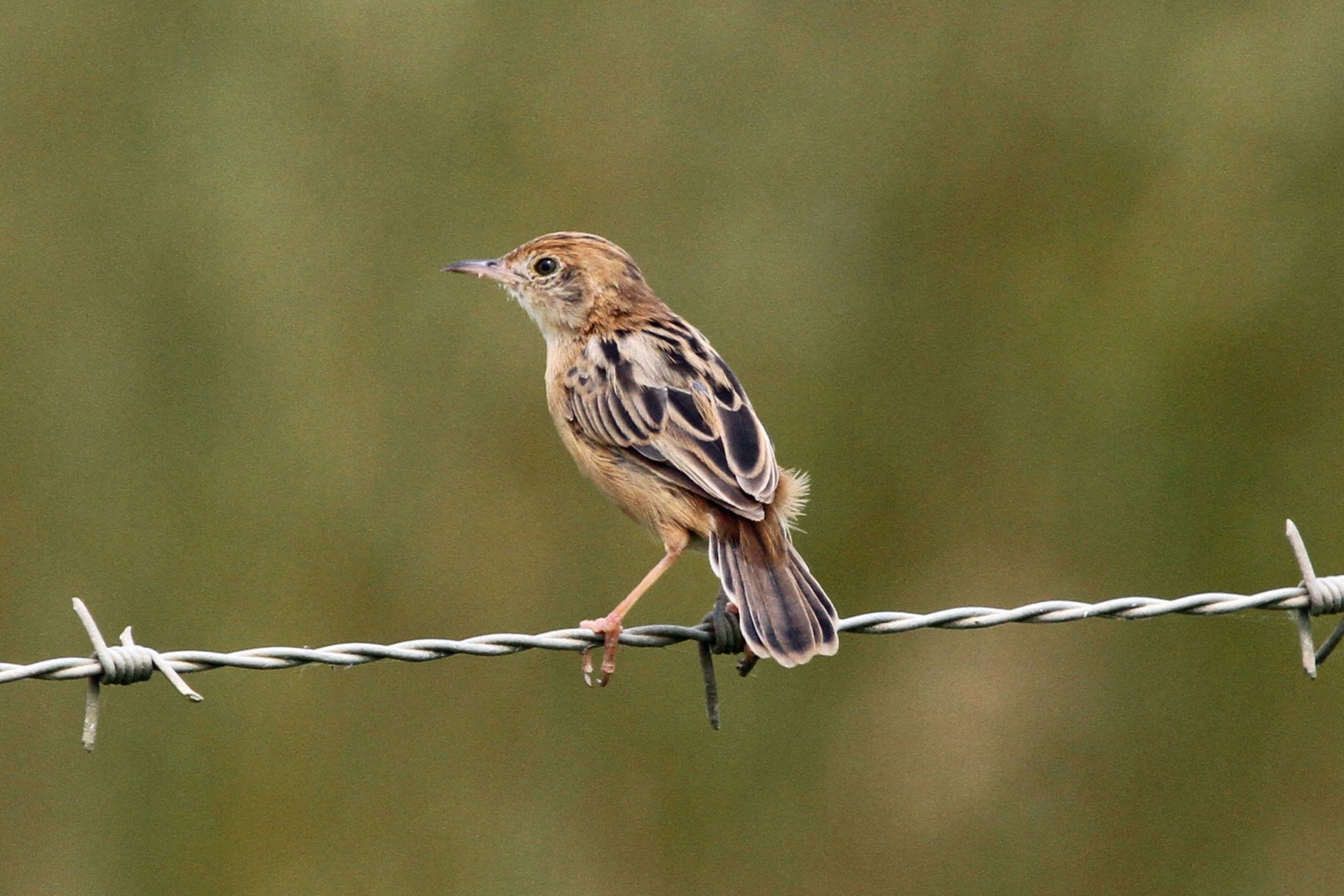 Golden-headed Cisticola