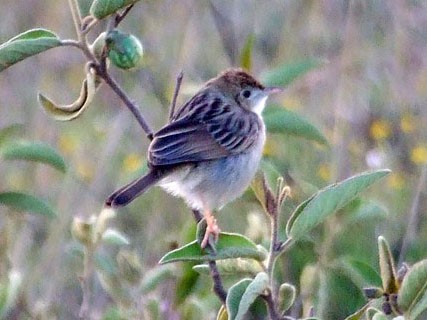 Golden-headed Cisticola
