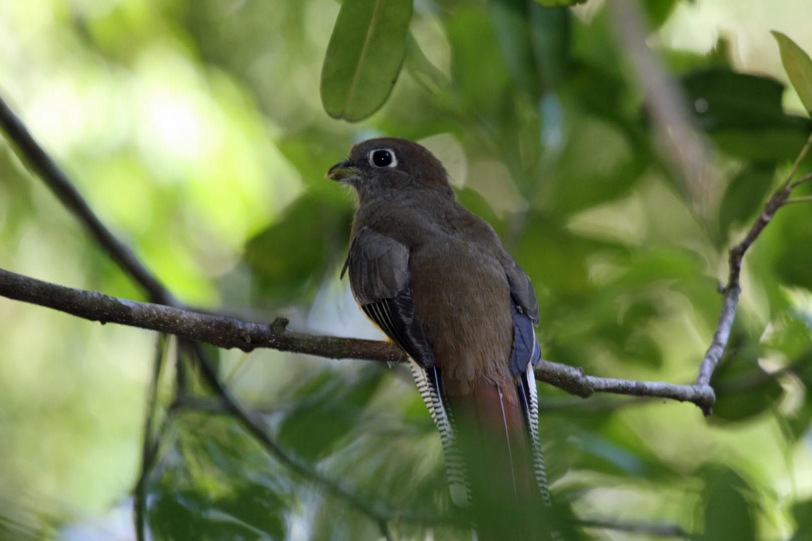 Golden-headed Quetzal