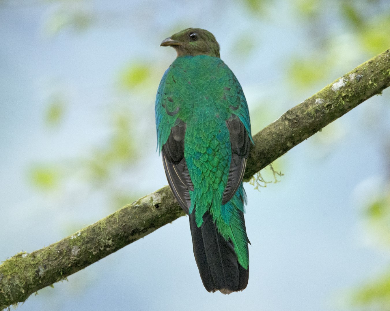 Golden-headed Quetzal