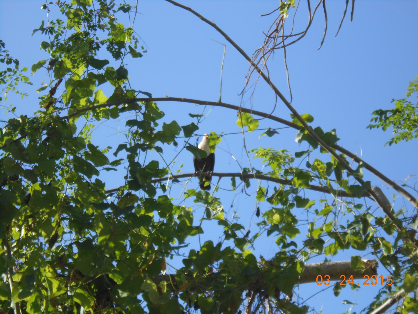 Golden-naped Tanager