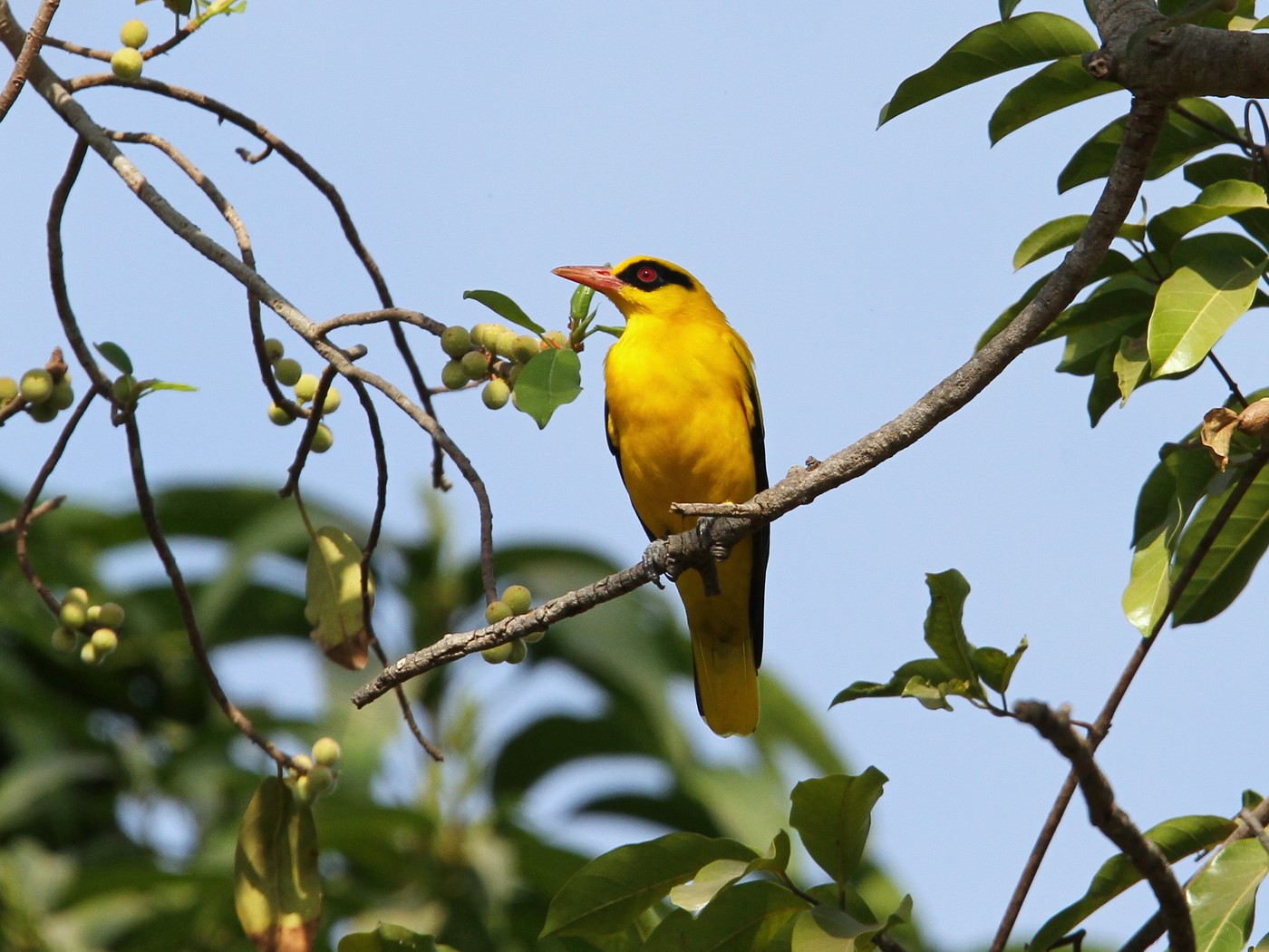 Golden Oriole