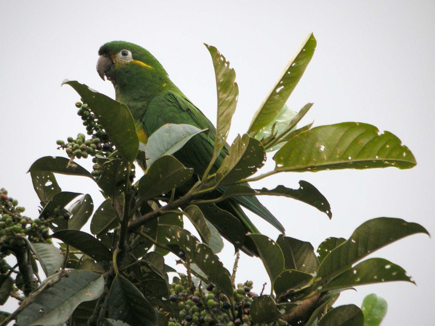 Golden-plumed Parakeet