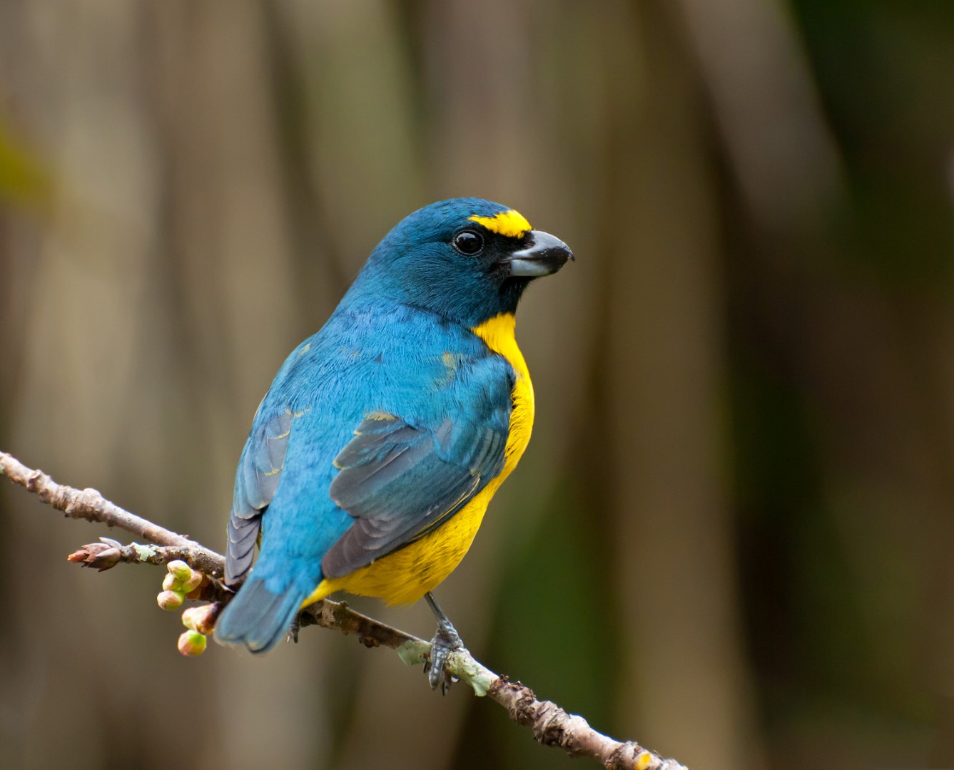 Golden-rumped Euphonia