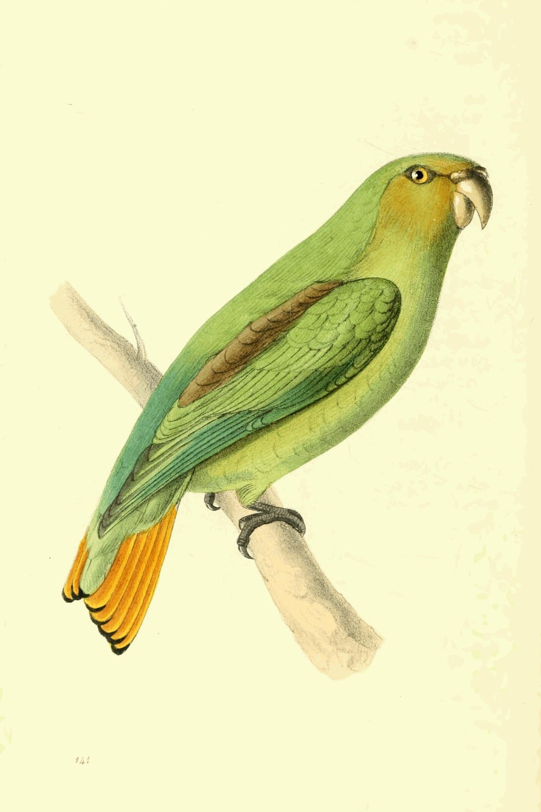 Golden-tailed Parrotlet