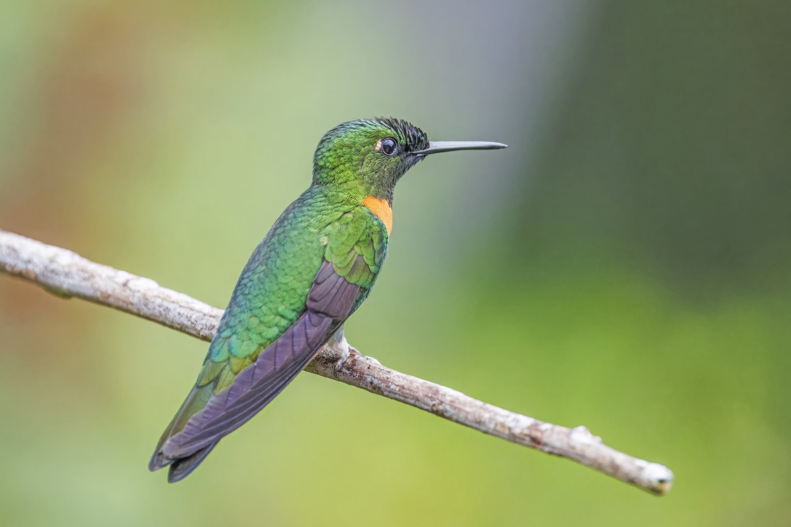 Golden-tailed Sapphire