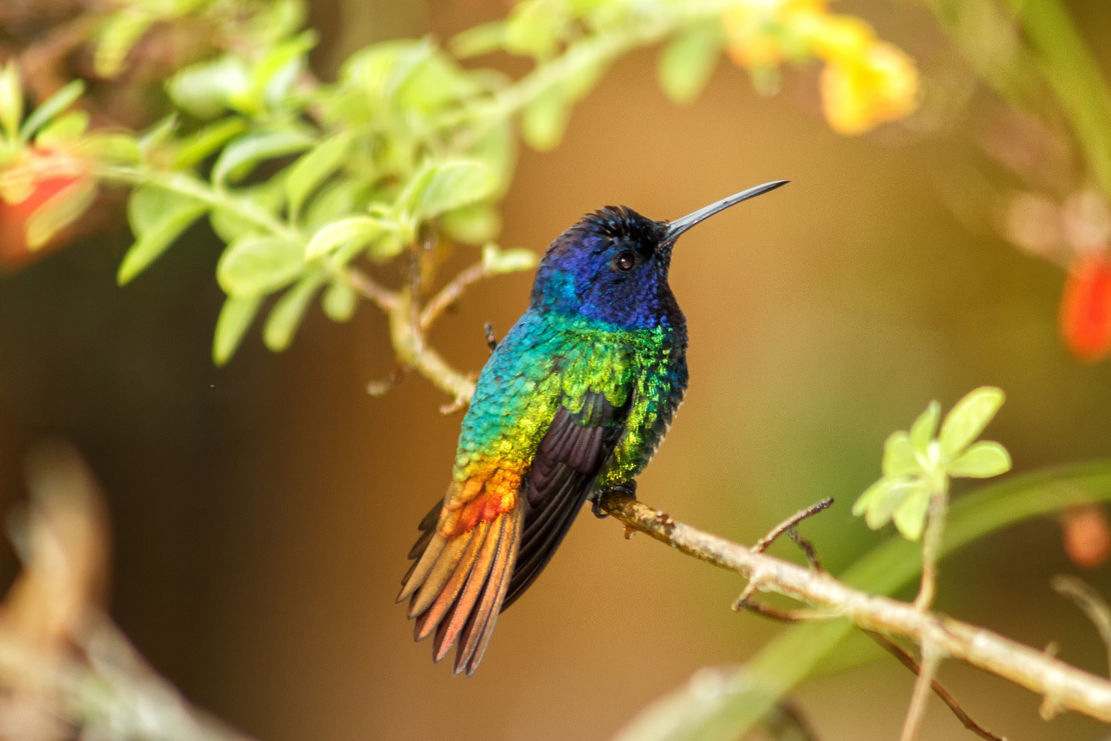 Golden-tailed Sapphire