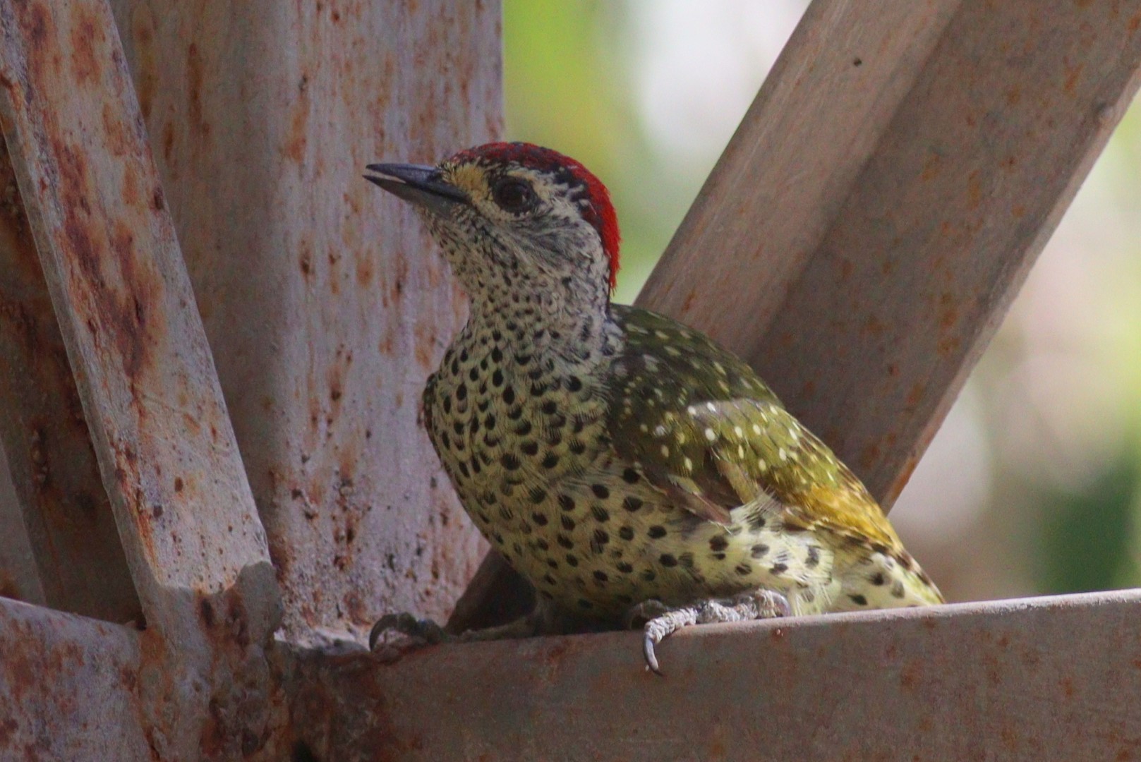 Golden-tailed Woodpecker
