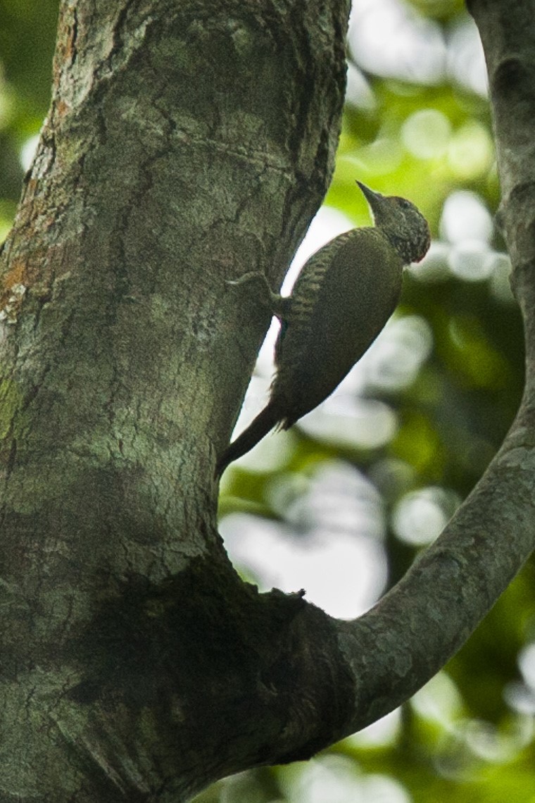 Golden-tailed Woodpecker