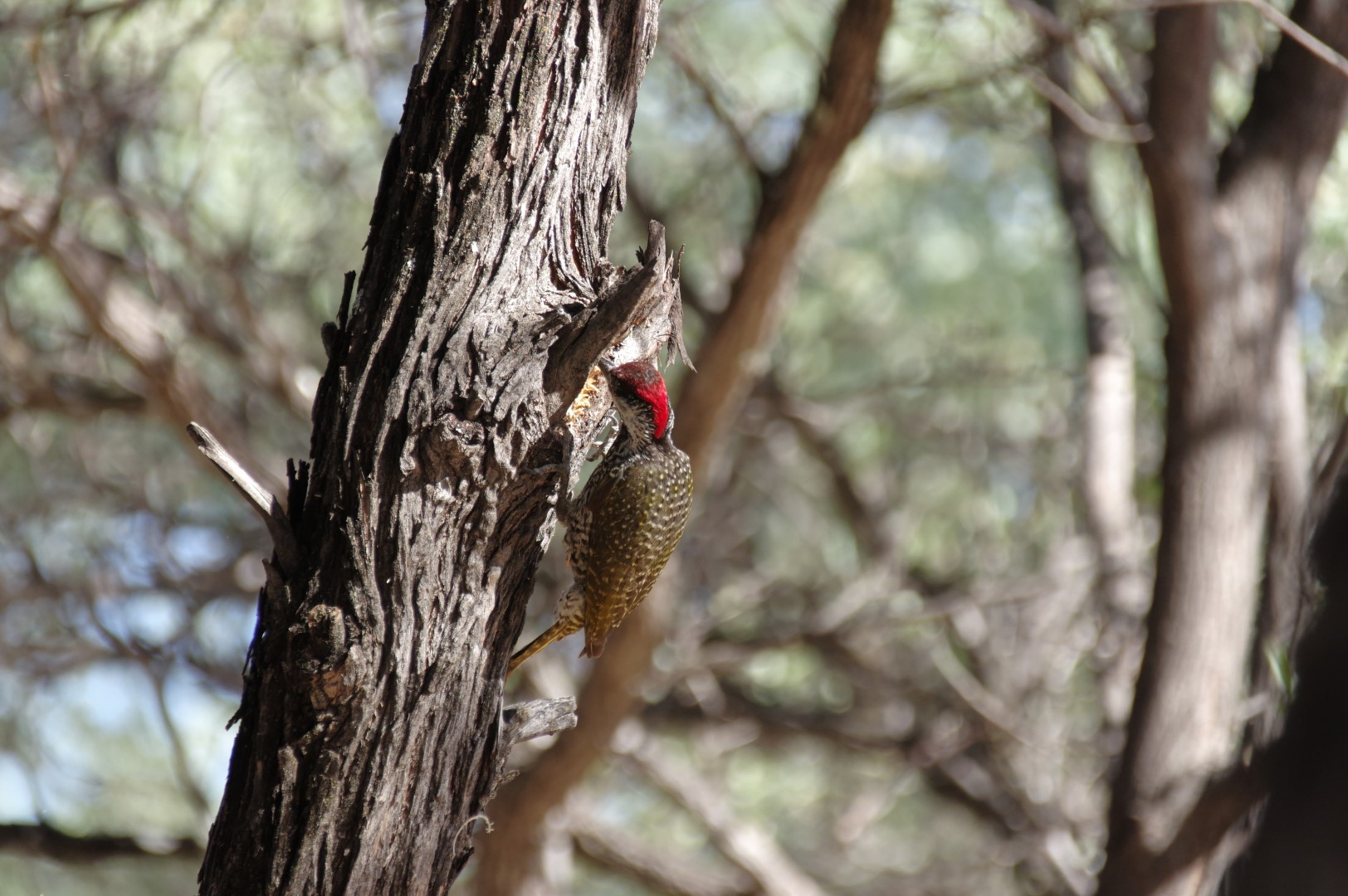 Golden-tailed woodpecker