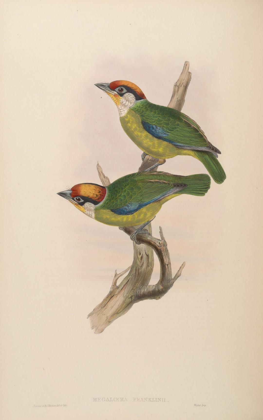 Golden-throated Barbet