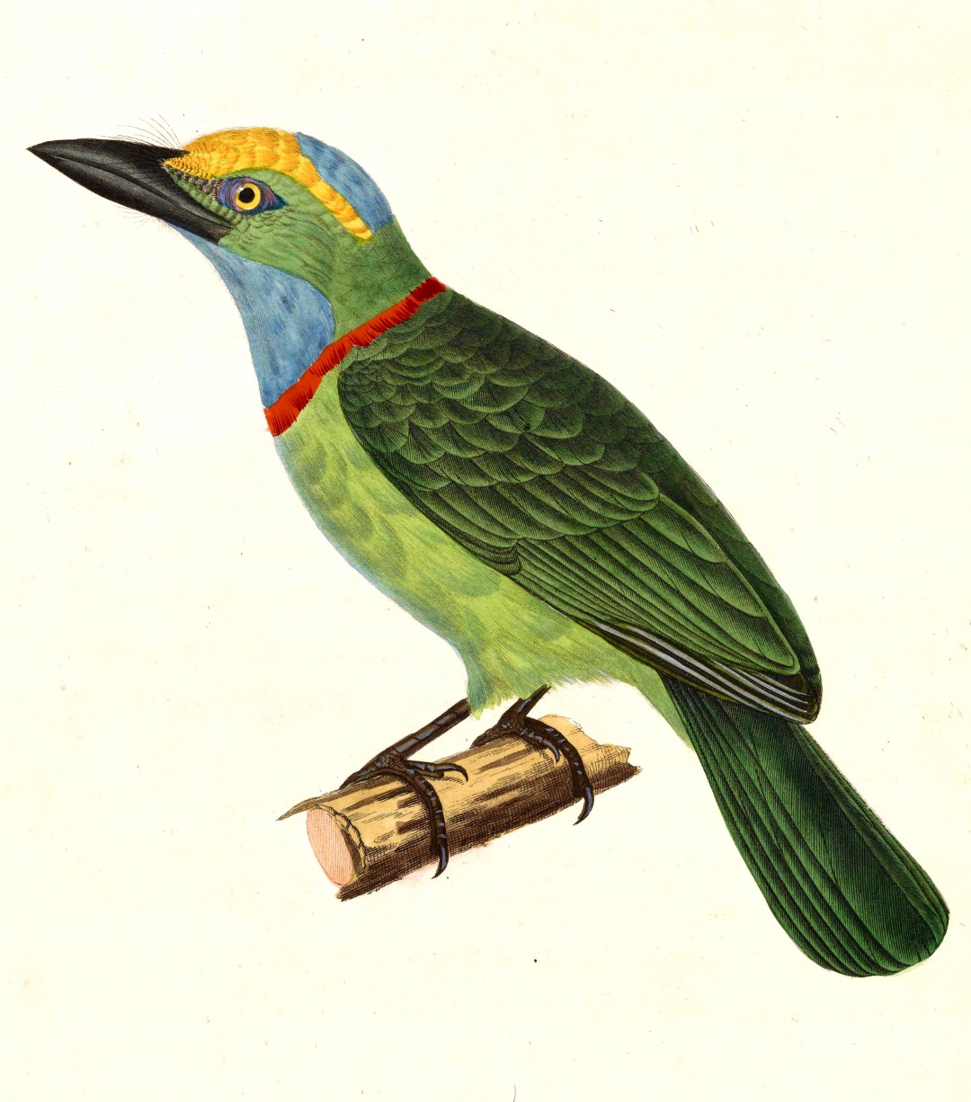 Golden-throated Barbet