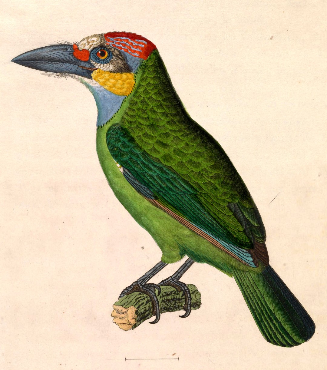 Golden-throated Barbet