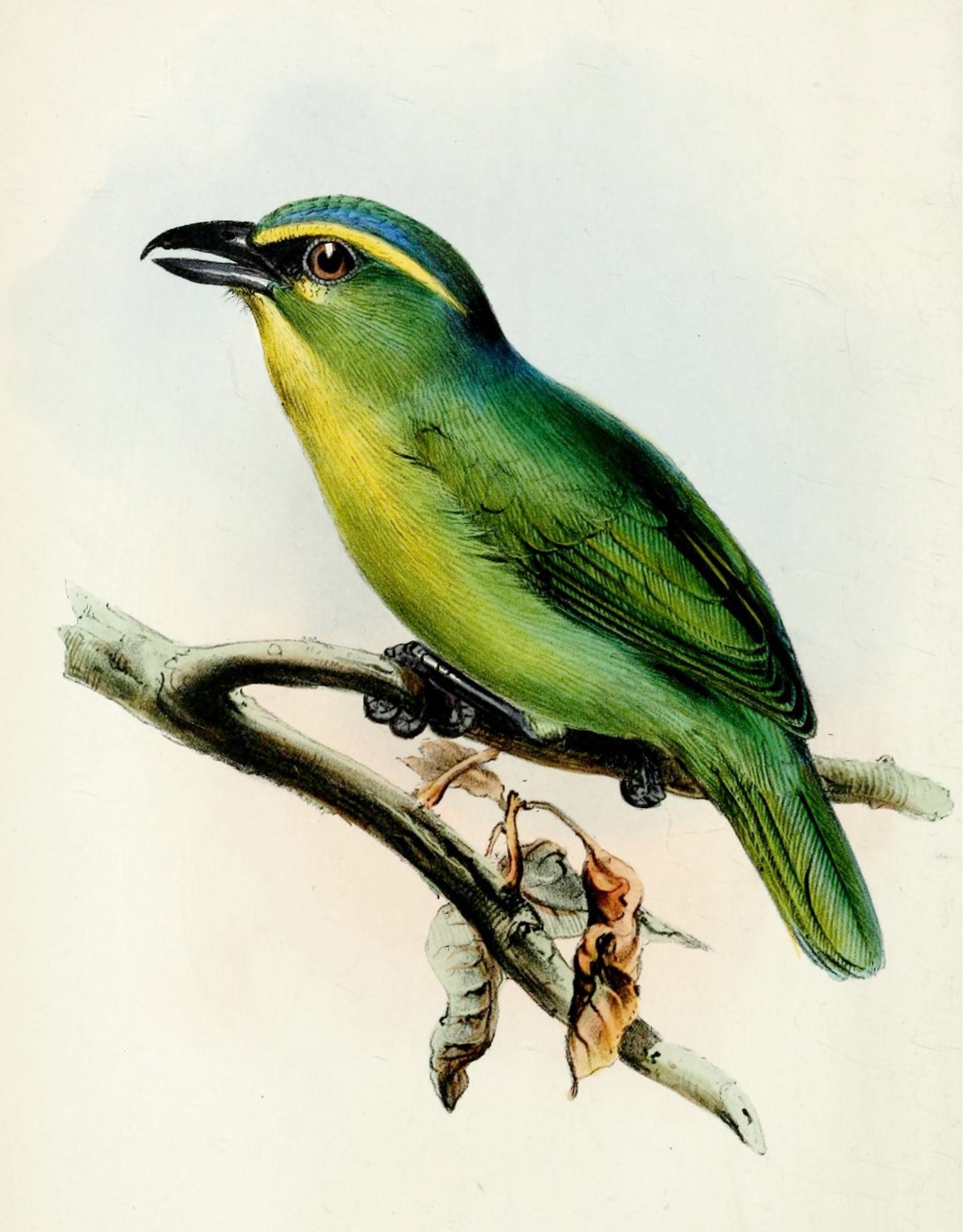 Golden Vireo