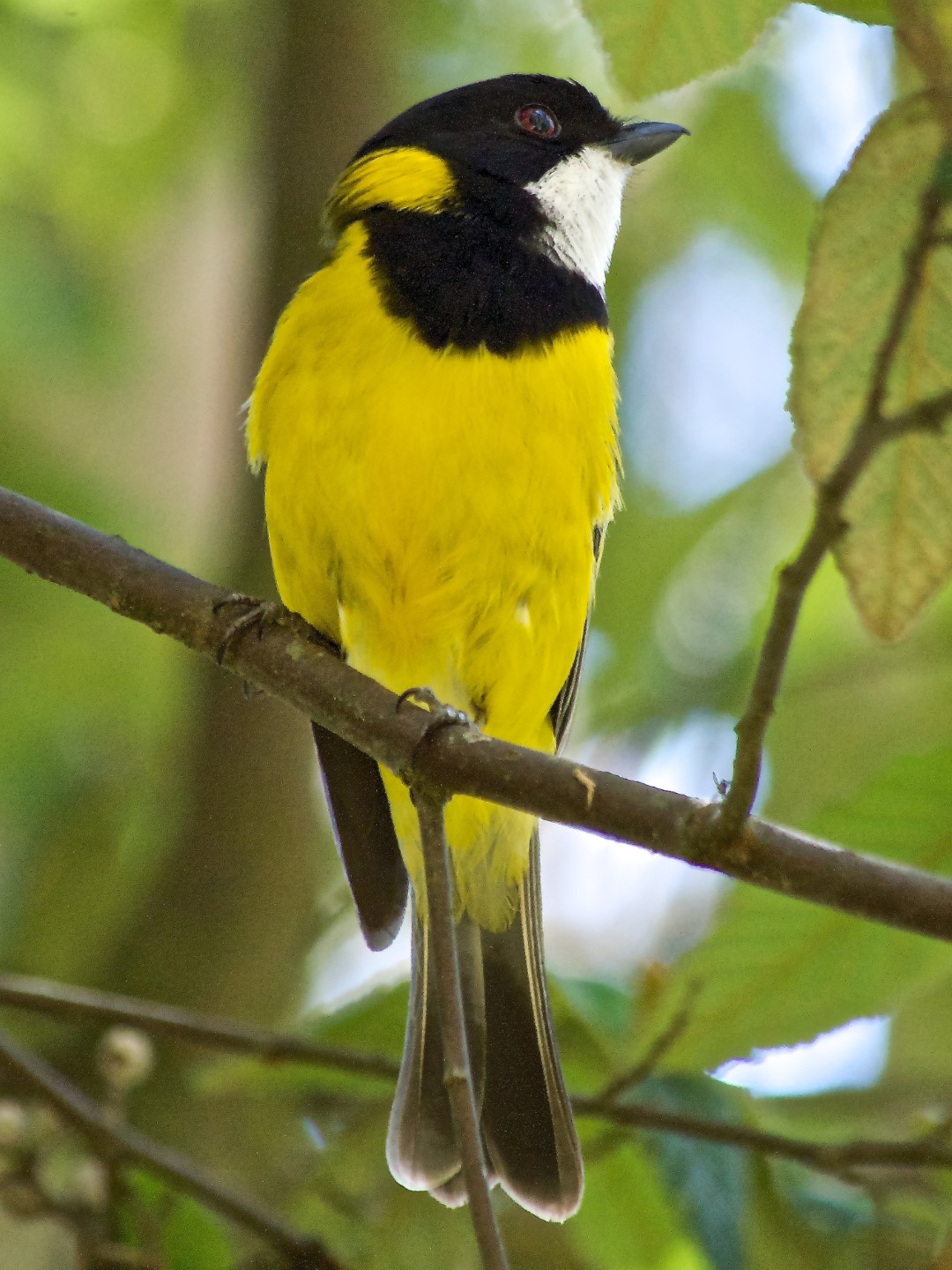 Golden Whistler