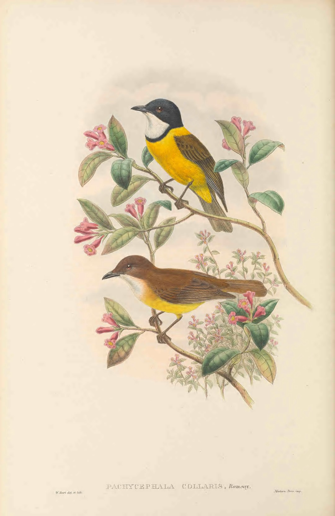 Golden Whistler