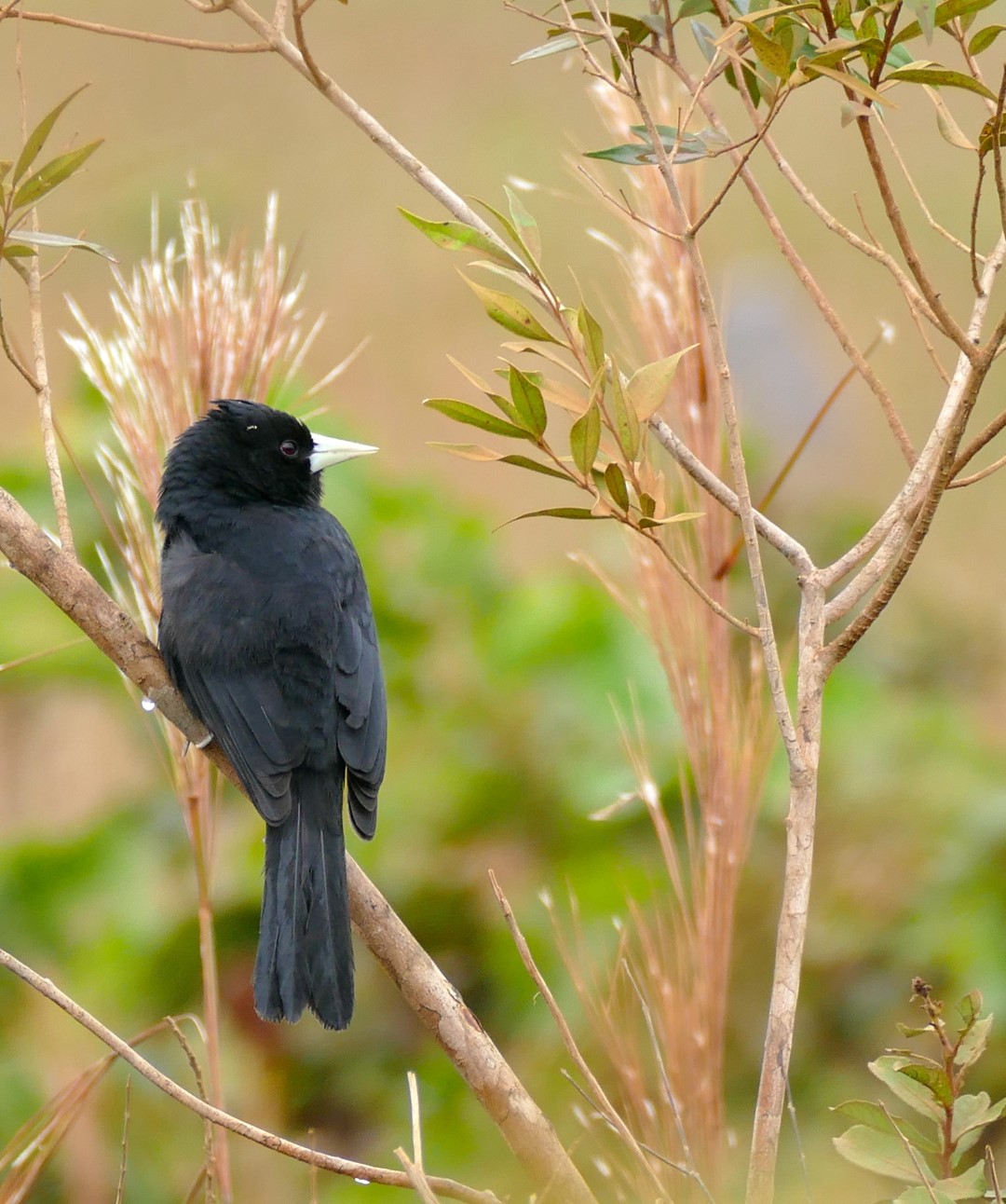 Golden-winged cacique