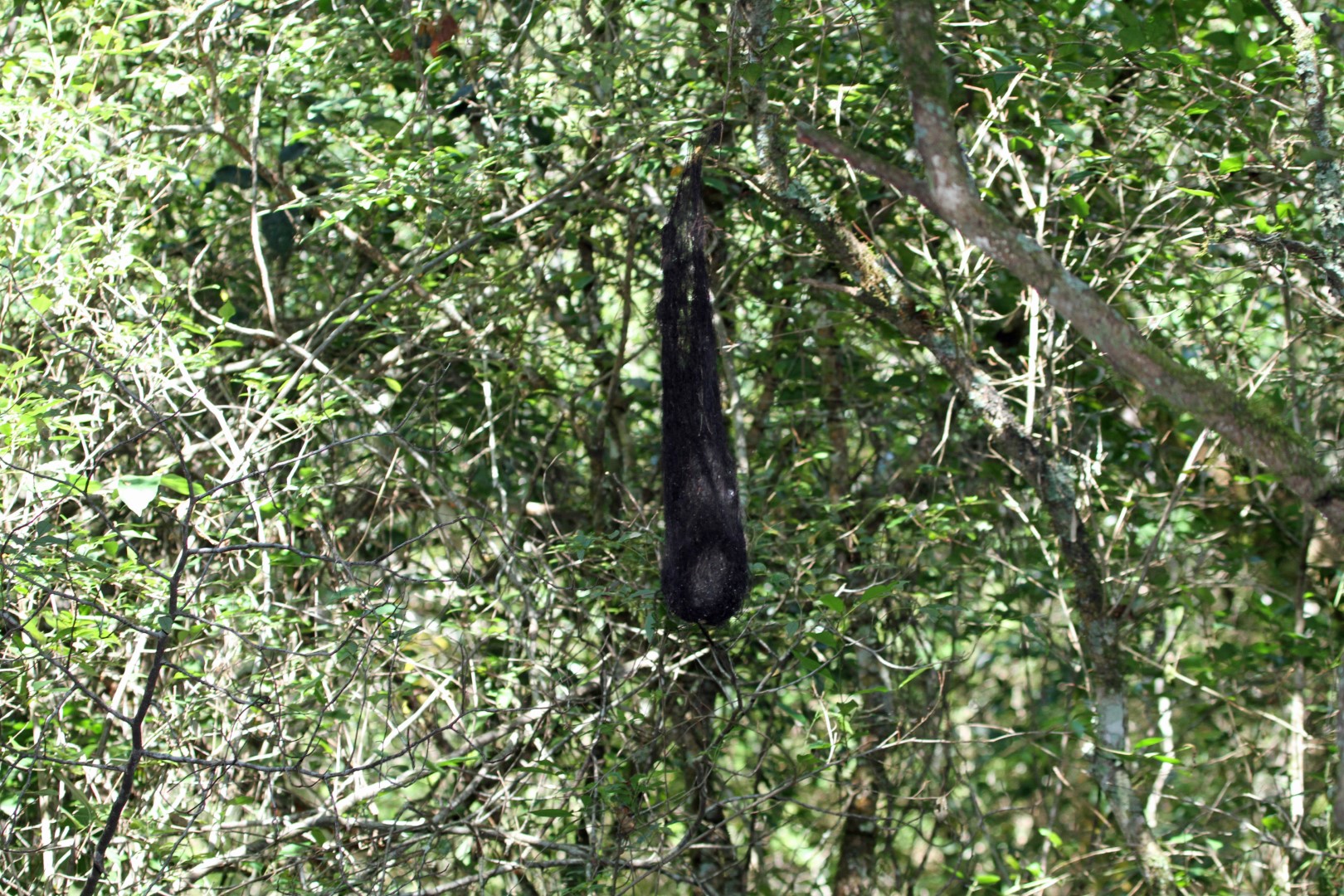 Golden-winged Cacique