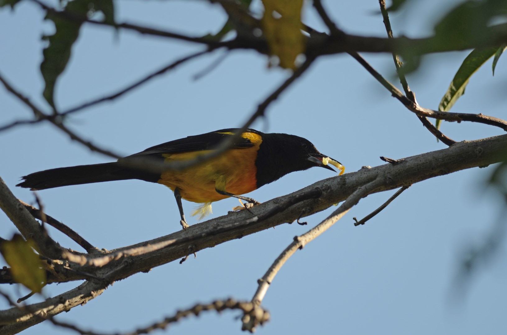 Golden-winged Cacique