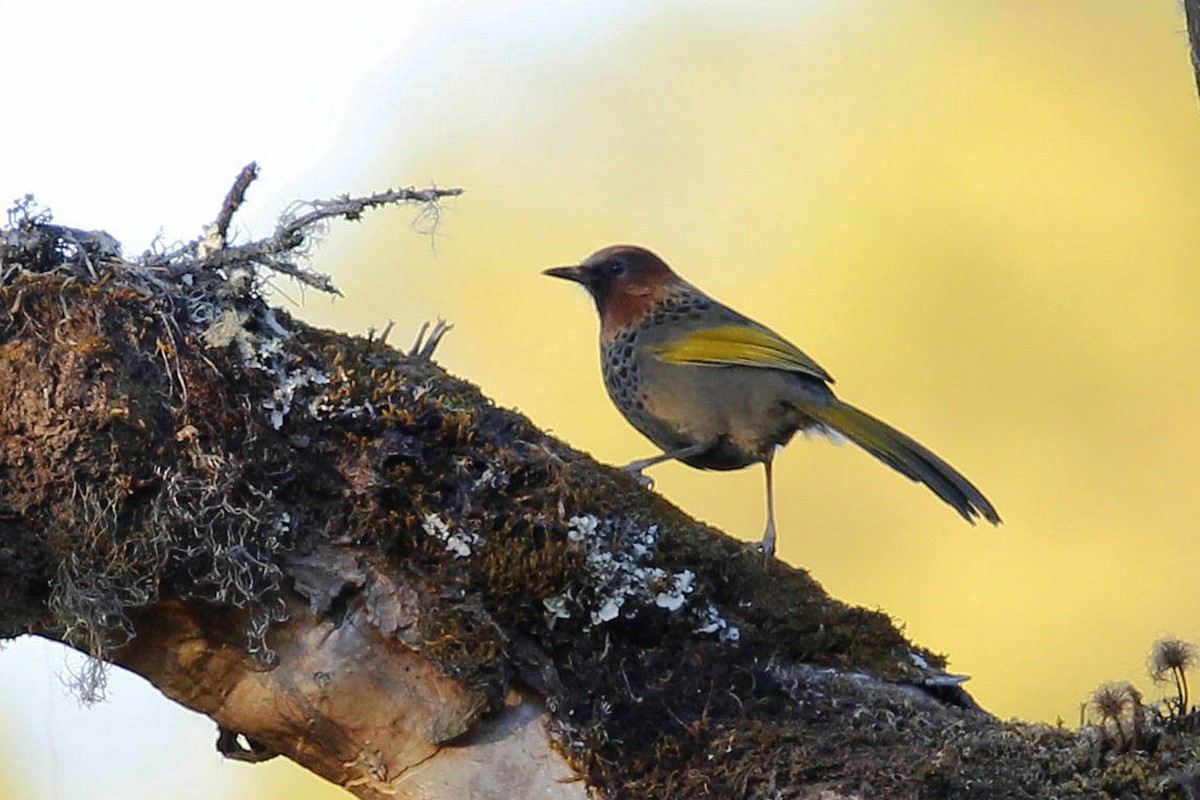 Golden-winged Laughingthrush