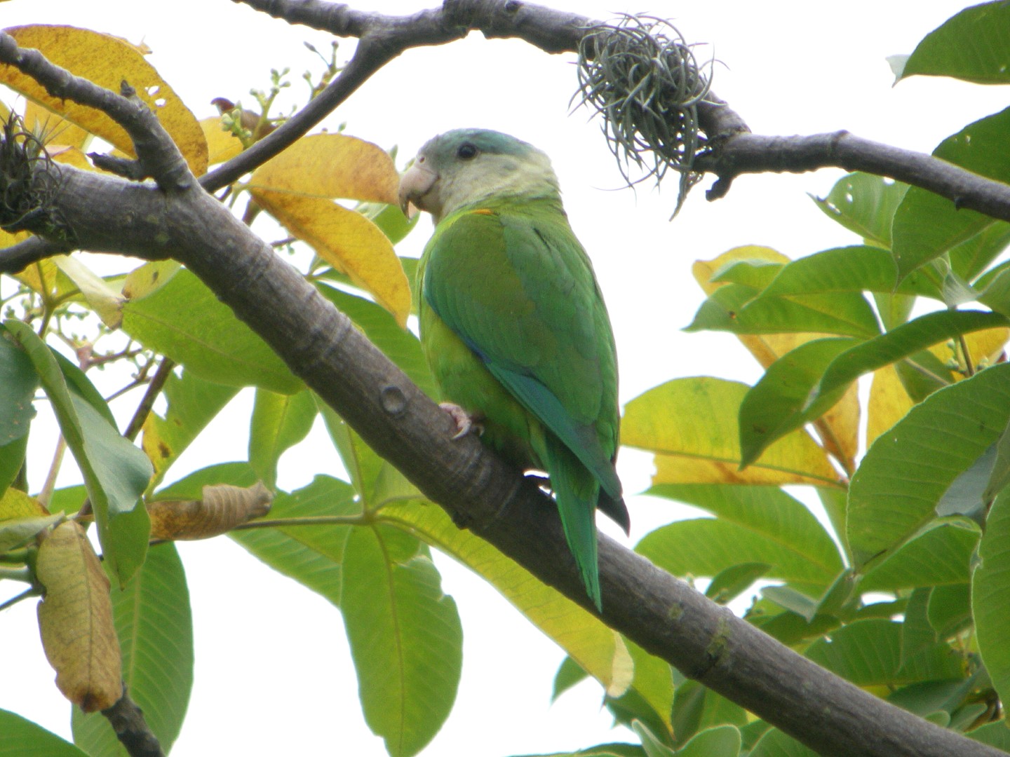 Golden-winged Parakeet