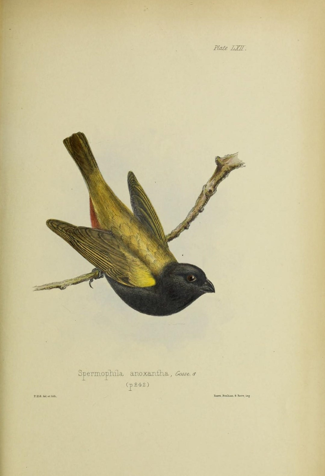 Golden-winged Saltator